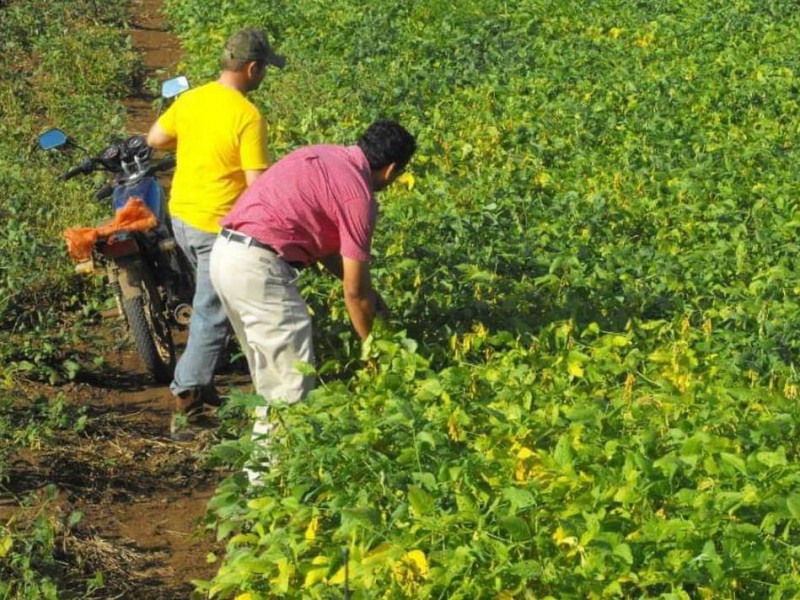 Productores de soya en crisis en Chiapas