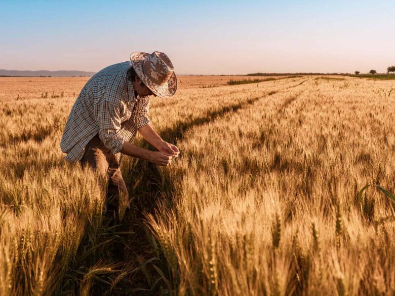 Productores de trigo amenazan con protestas este martes por falta de pagos