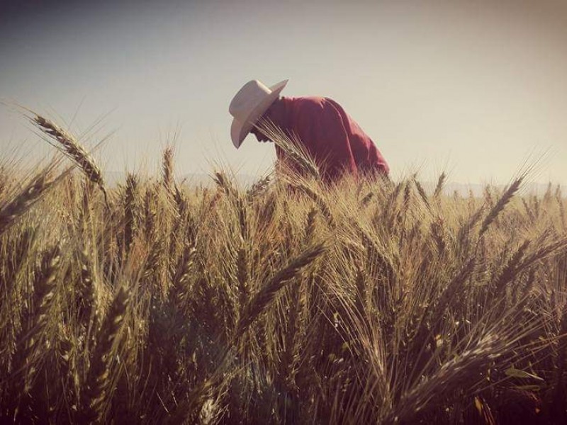 Productores de trigo amenazan con toma de casetas