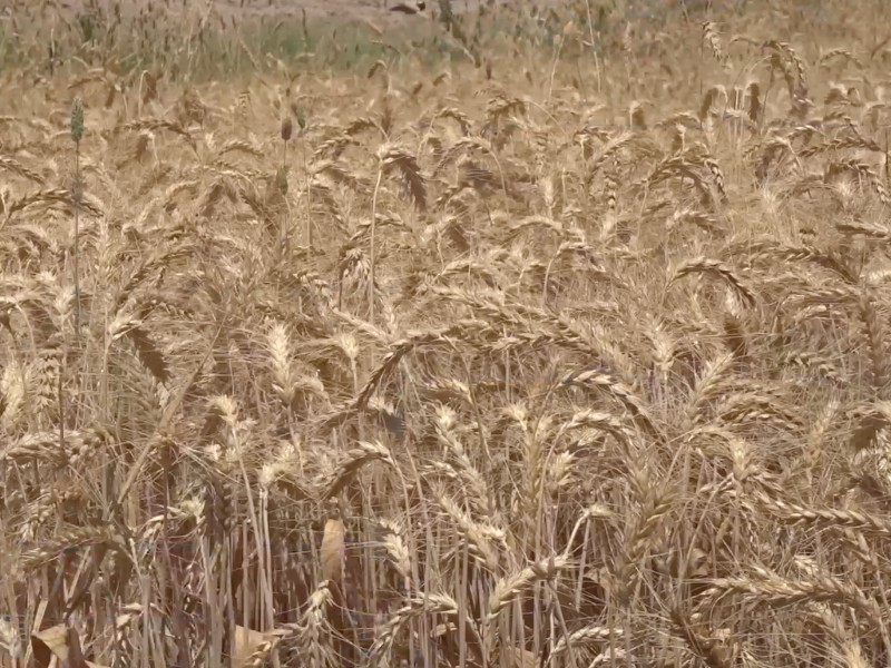 Productores de trigo prefieren no sembrar por bajos precios