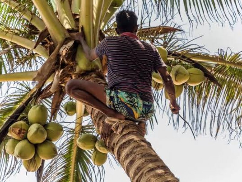 Productores deben apostar por nuevas tecnologías para hacer producir cocoteros