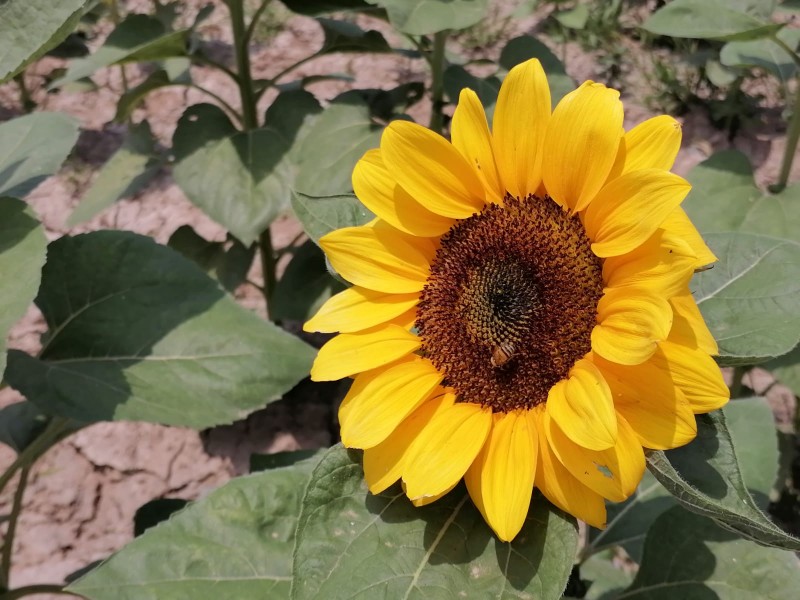 Productores dejan maíz por girasoles, ante escasez de agua.