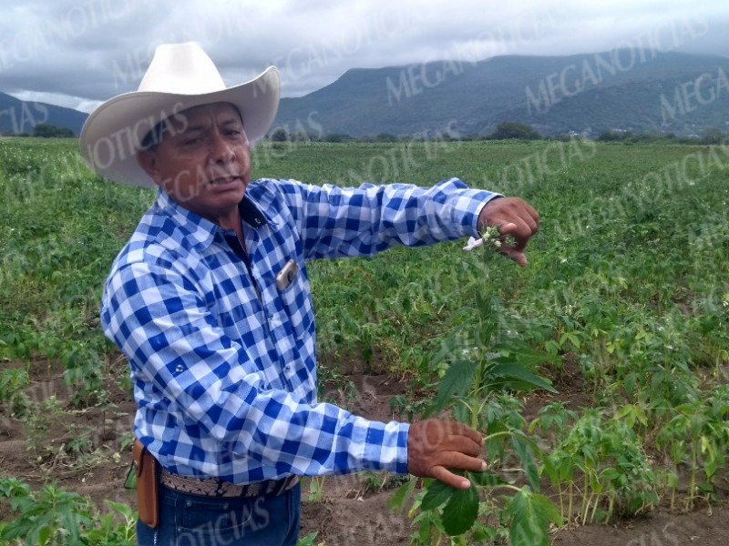 Productores del istmo presentan alternativa de siembra