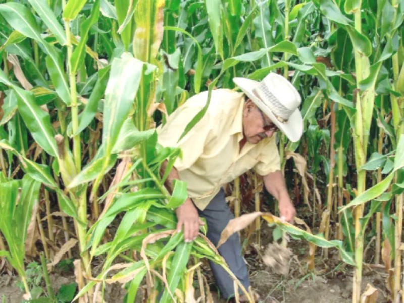 Productores del soconusco piden mayores recursos para 2026