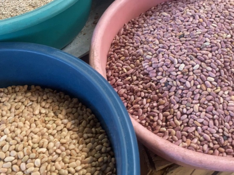 Productores demandan más avances en programa federal para frijol.
