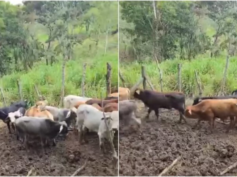 Productores denuncian robo de 11 becerros en Chimalapa