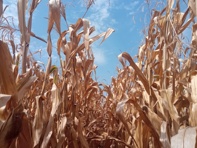 Productores, directo a cartera vencida