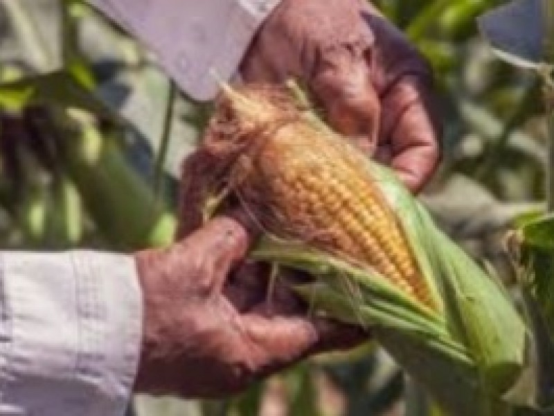 Productores de Maíz obtendrán cosecha sólo para pagar deudas