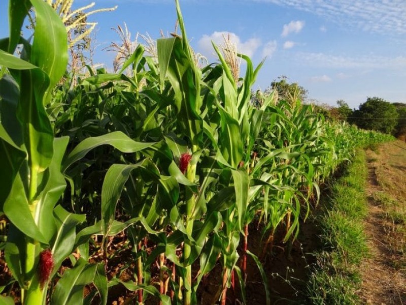 Productores en incertidumbre ante definición del precio del maíz