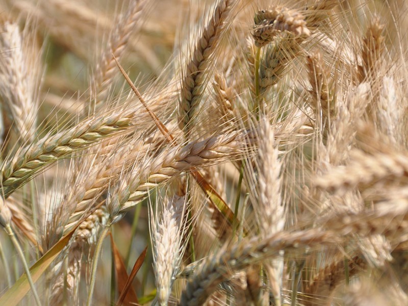 Productores en incertidumbre por bajo precio del trigo