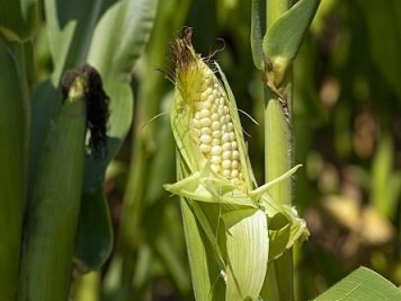 Productores, en riesgo de caer en cartera vencida