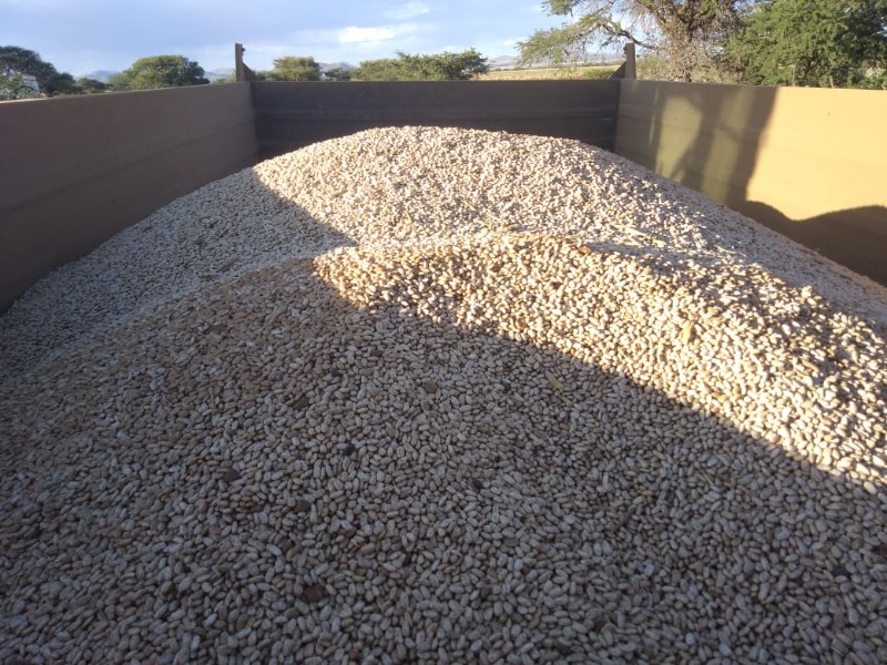 Productores esperan mejores condiciones de comercialización del frijol