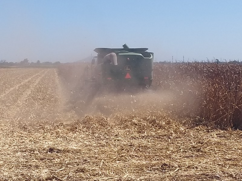 Productores están quedando fuera, sin incentivos para la cosecha maíz