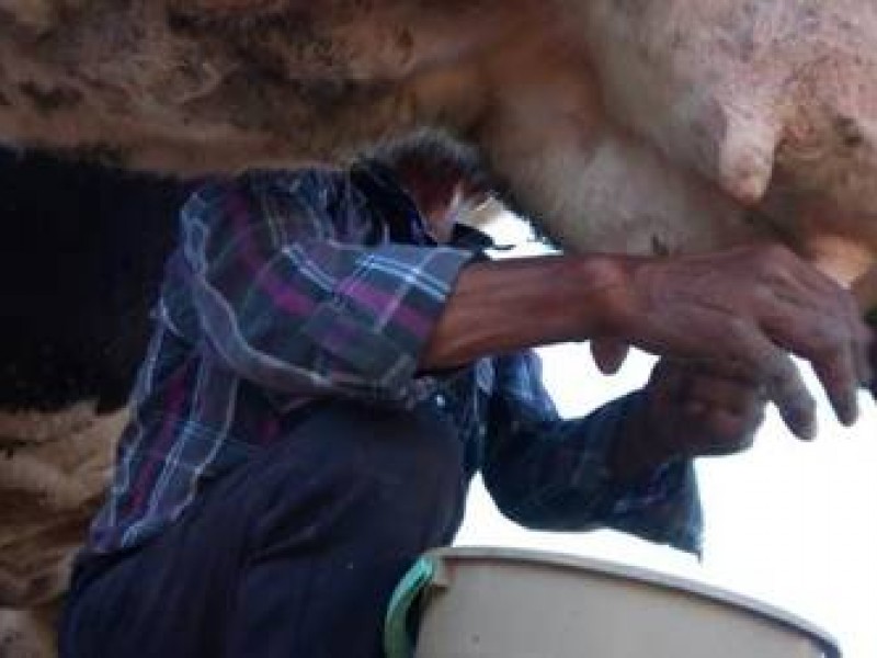 Productores ganaderos piden incrementar el precio de la leche