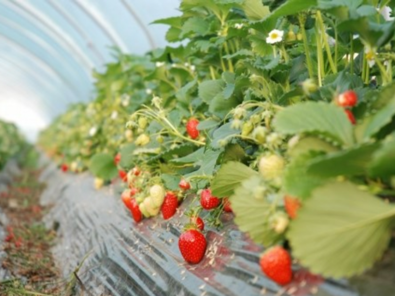 Productores inconformes con seguros agrícolas