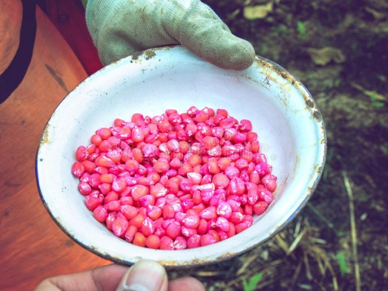 Productores inconformes por incrementos en semilla de maíz y frijol