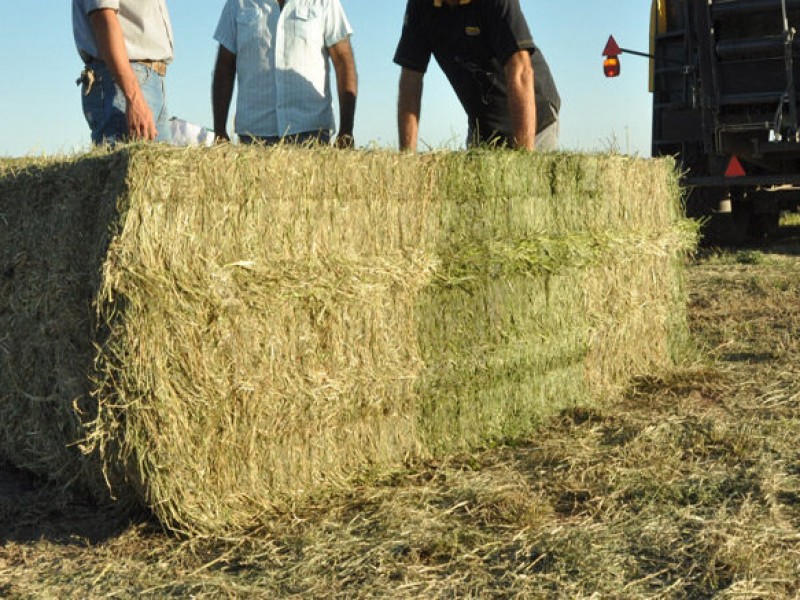 Productores laguneros preocupados por bajo precio del forraje