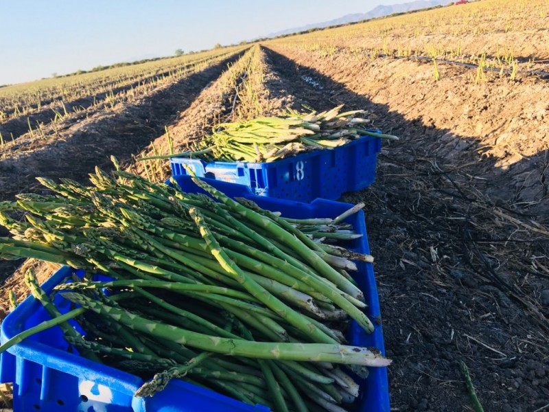 Productores le apuestan a el cultivo de espárrago en Ahome