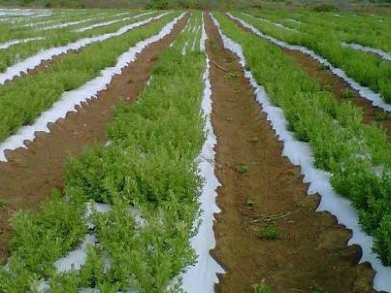 Productores le apuestan a la siembra de stevia