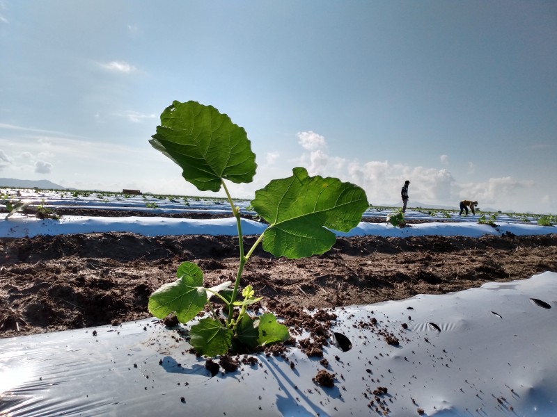 Productores le apuestan al cultivo del 