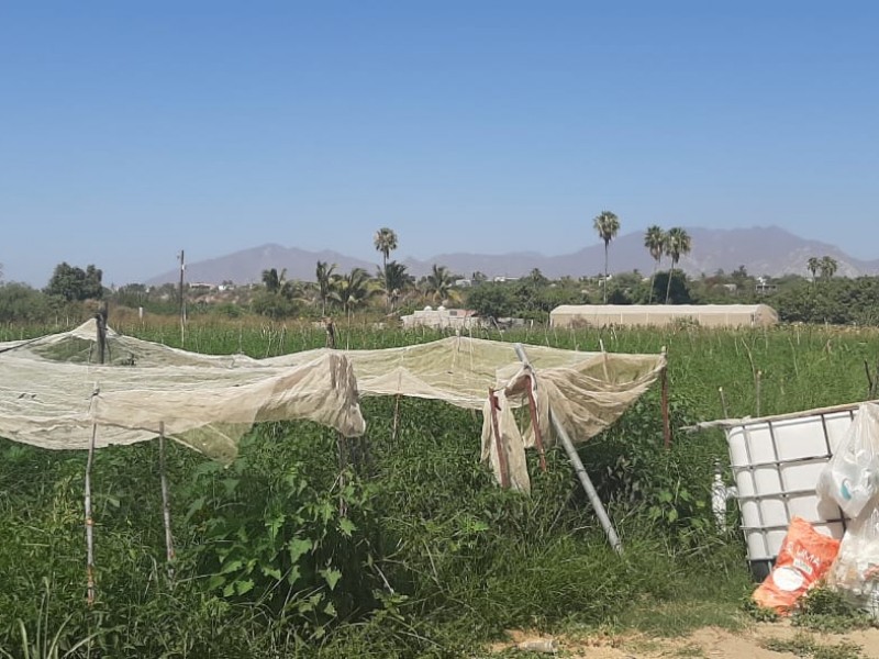 Productores locales donan más de 30 toneladas de legumbres