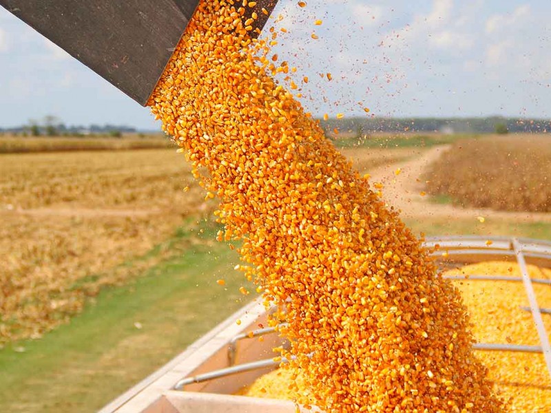 Productores mantienen buena expectativa en precio y venta de maíz