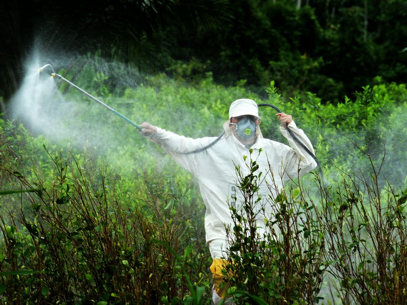 Productores no abandonan uso de herbicidas