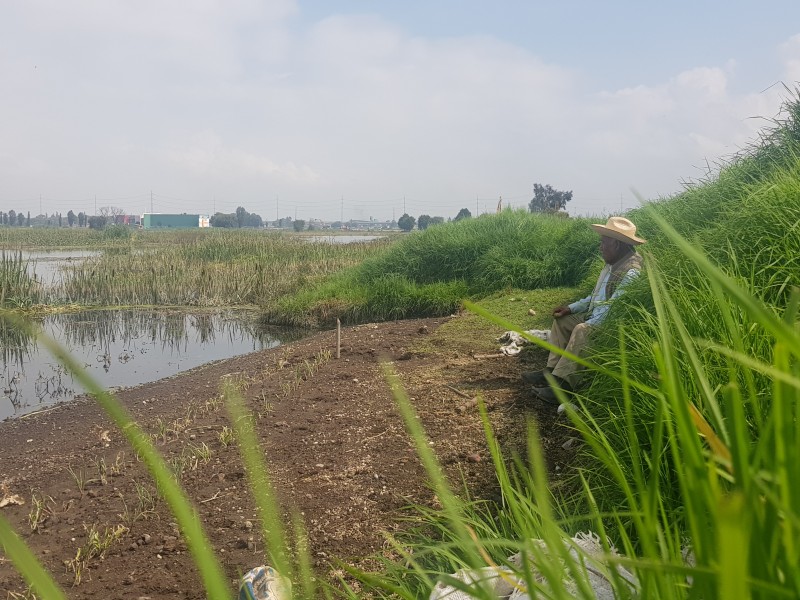 Productores pierden cosecha por desbordamiento en Lerma