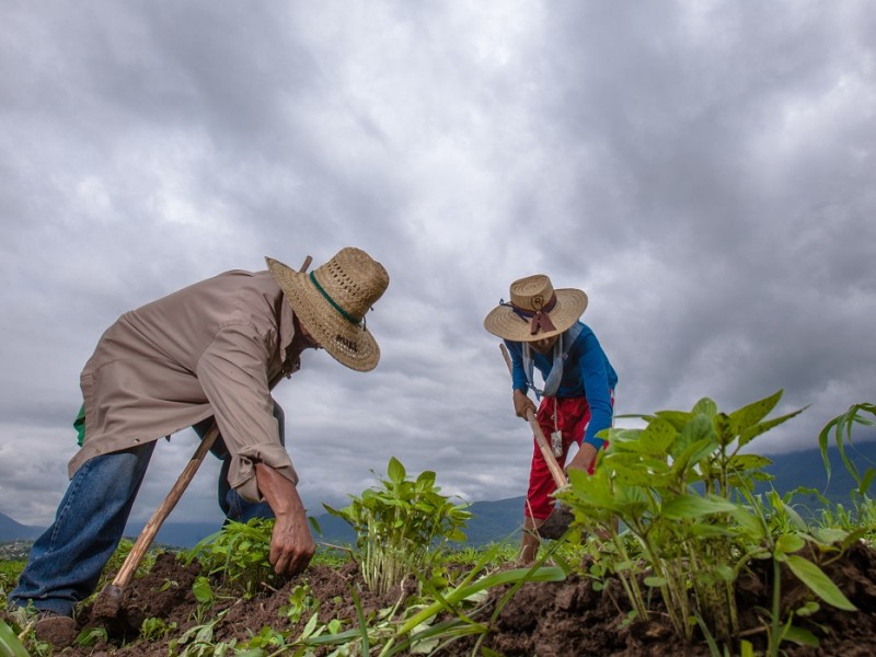 PRODUCTORES PREOCUPADOS POR BAJA DE TEMPERATURAS