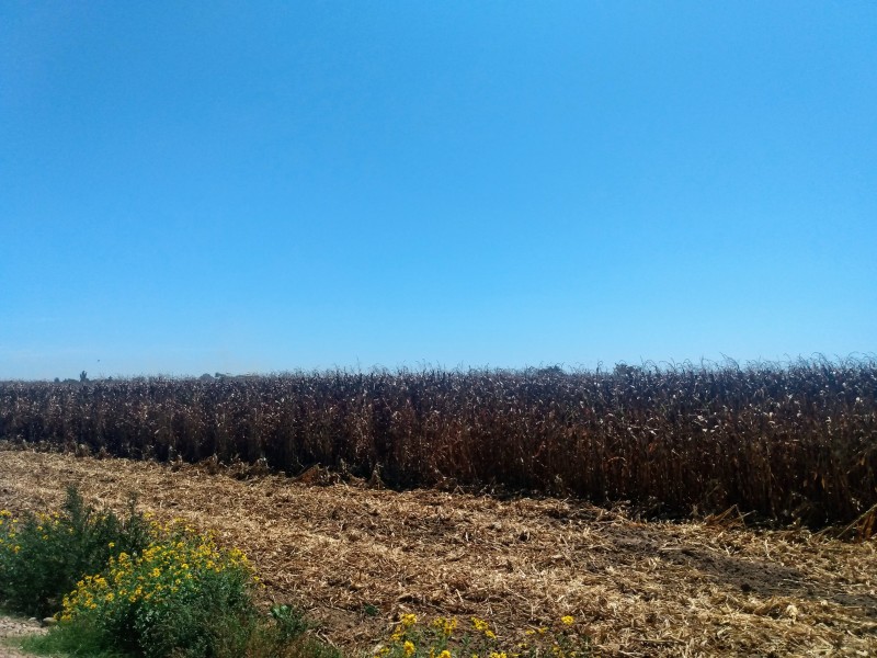 Productores reciben con gusto programa de bombardeo de nubes