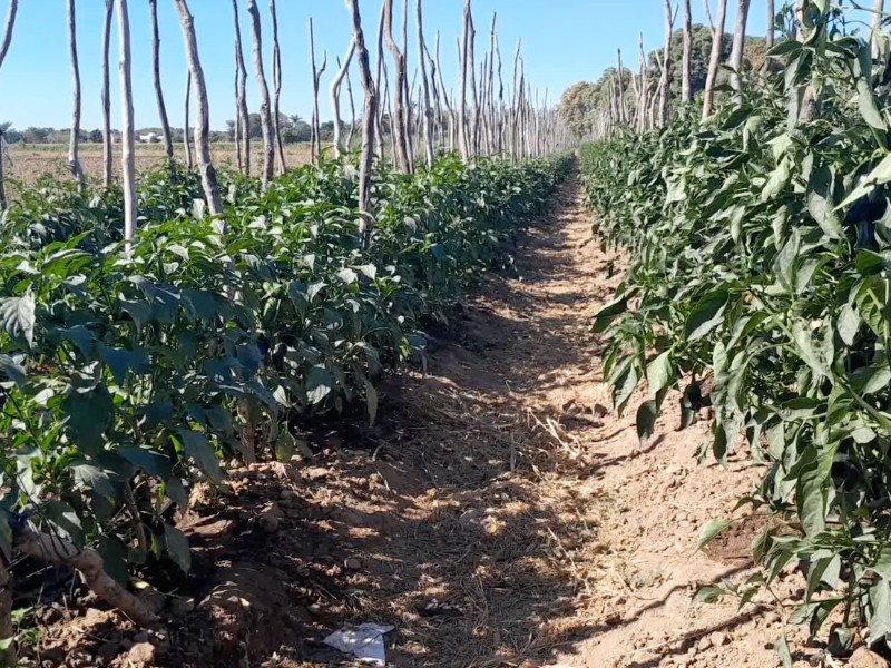 Productores sacrificarán 50% de superficie en ciclo otoño-invierno: AARFS