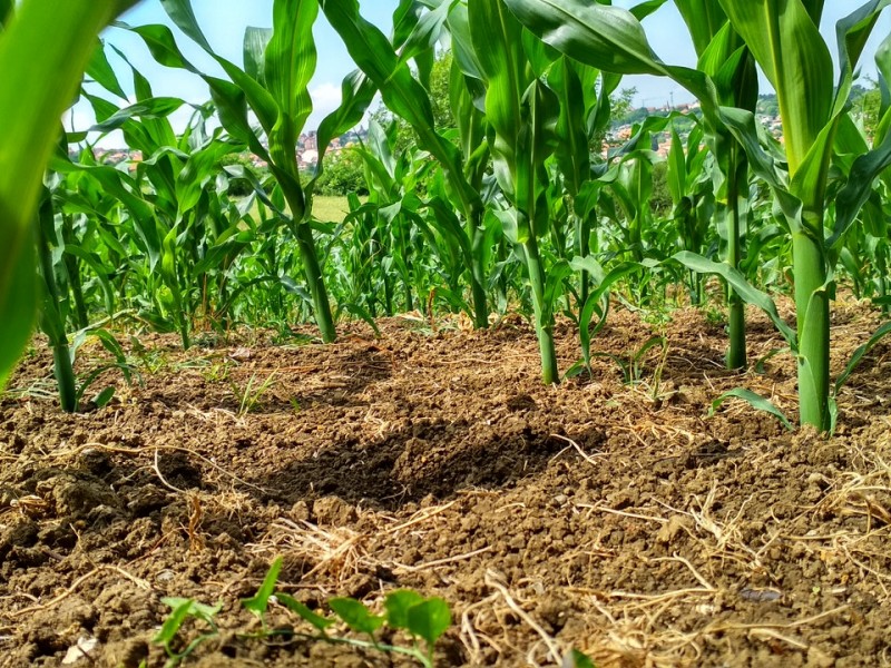 Productores sin insumos para trabajar