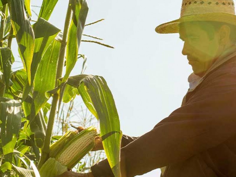 Productores veracruzanos recibirán 6 mil pesos de subsidio federal