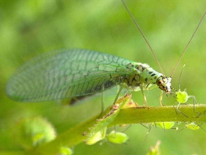 Productores voltean hacia los insectos benéficos