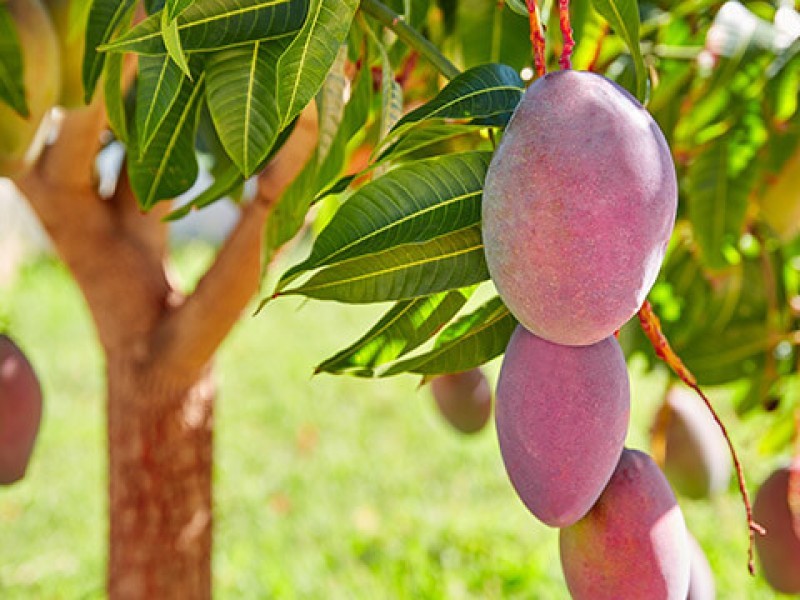 Productores y exportadores de mango demandan seguridad contra robo hormiga