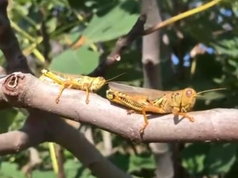 Productores zacatecanos enfrentan plaga de chapulines gigantes