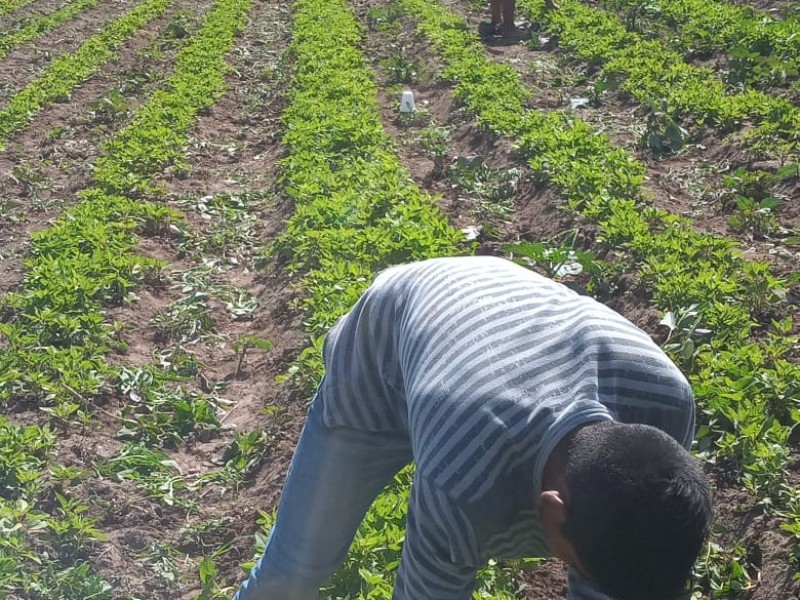 Productos del campo elevarán su costo en enero