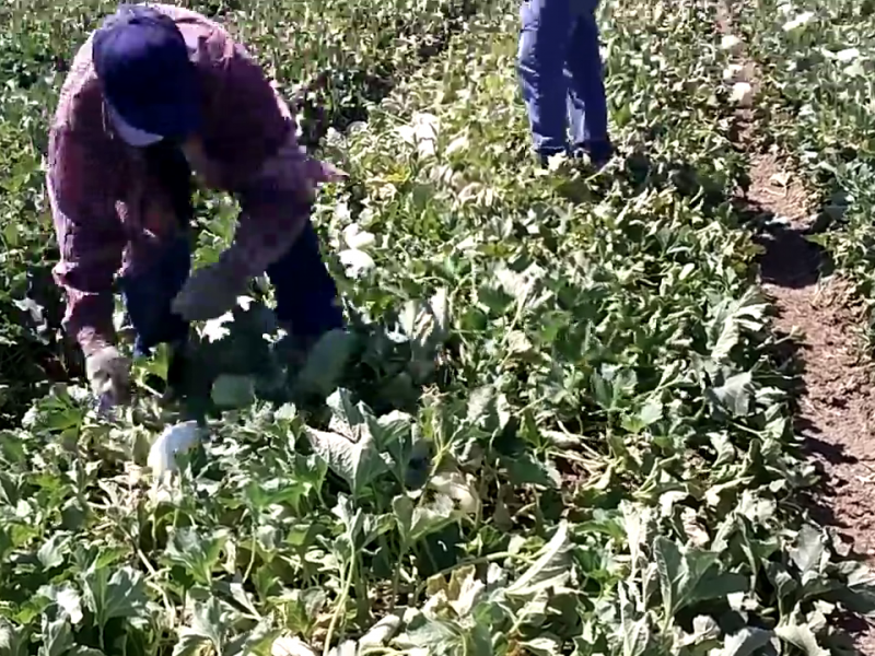 Productos del campo podrían subir de precio empezando 2022