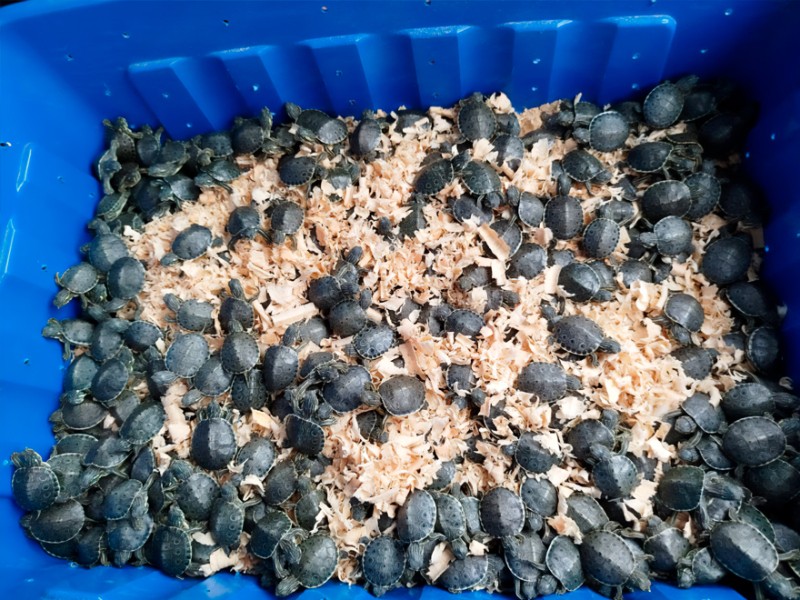 Profepa asegura 320 tortugas pavo real en operativo contra tráfico