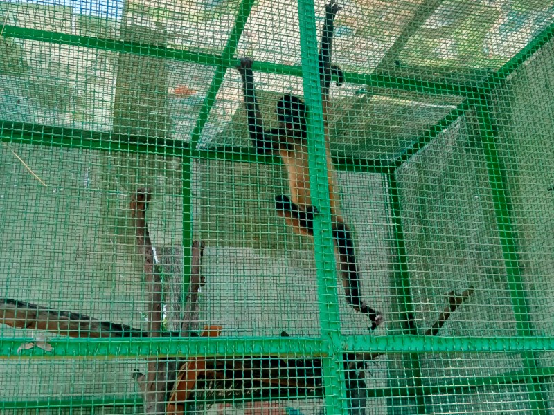 Profepa asegura mono araña en Coyuca de Benítez