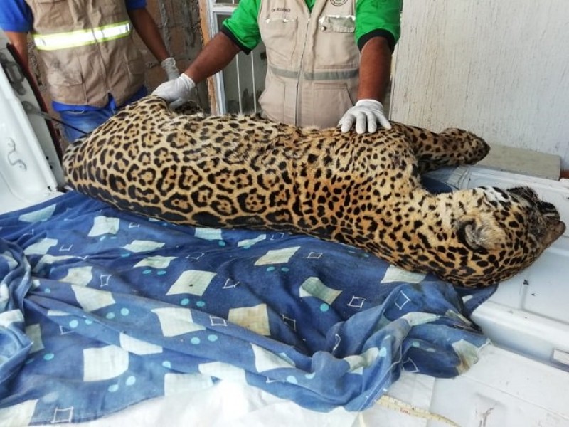 Profepa aseguró a jaguar cazado en Jesús Carranza