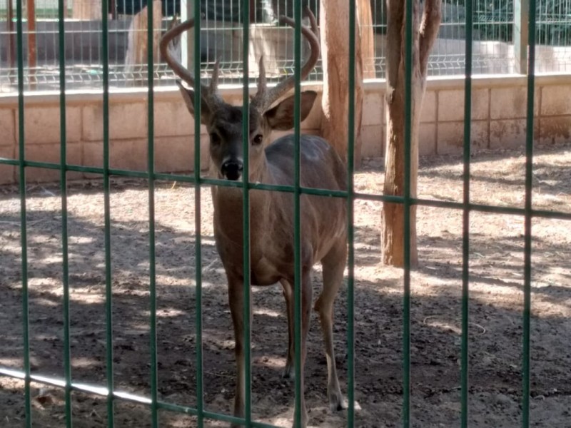 Profepa busca un mejor lugar para animales del parque Villafañe