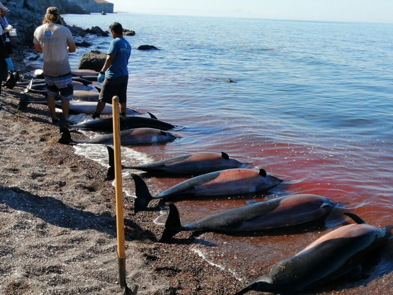 Profepa investiga muerte de 33 delfines en Baja California Sur
