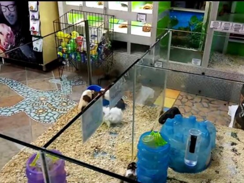 Profepa puede multar o clausurar a tienda de mascotas: Earth-Mission