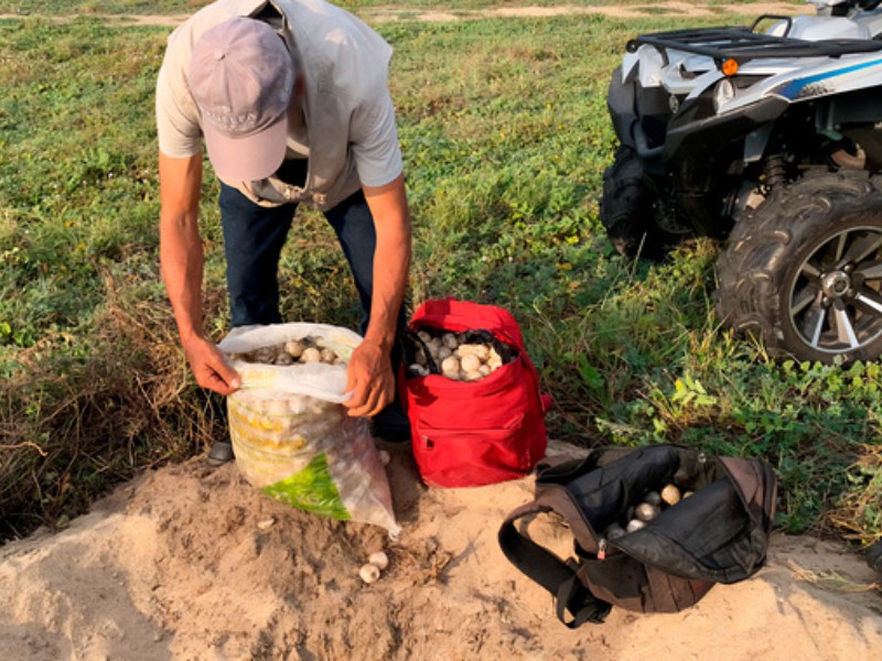PROFEPA recupera 1,100 huevos de tortuga en Playa La Escobilla, Oaxaca