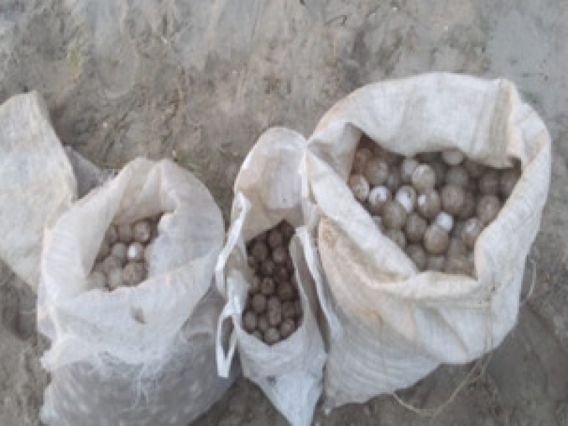 PROFEPA recupera huevos de tortuga en playa Escobilla