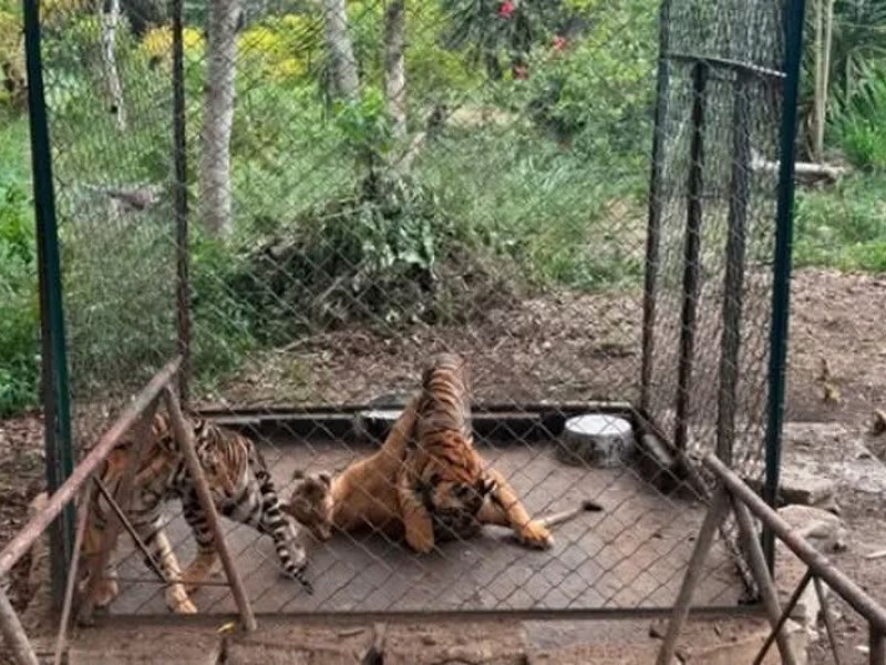 Profepa rescata 75 animales silvestres en Tihuatlán