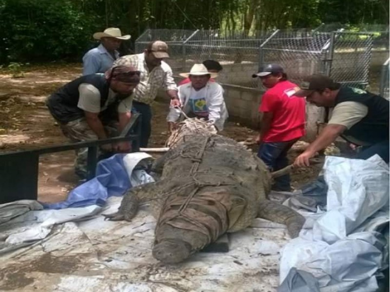 PROFEPA rescata cocodrilo en Chiapas