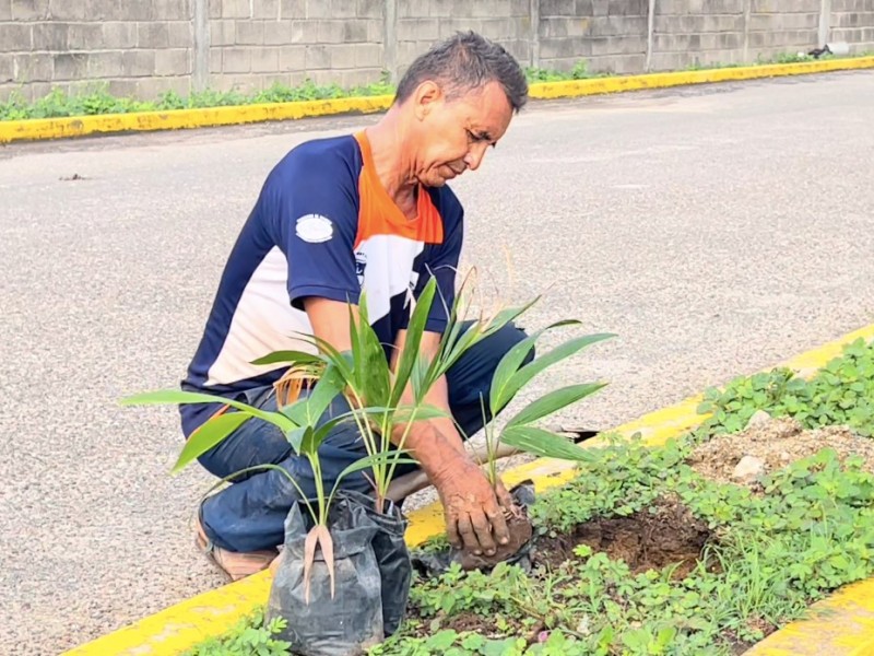 Profesor realiza labor voluntaria de sembrar plantas en Juchitán