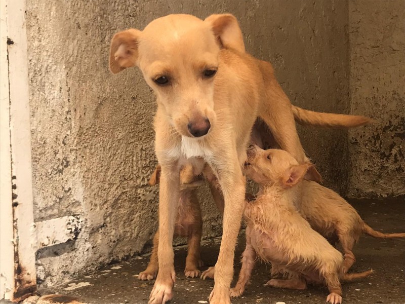 PROGRAMA ADOPCIÓN DE MASCOTAS